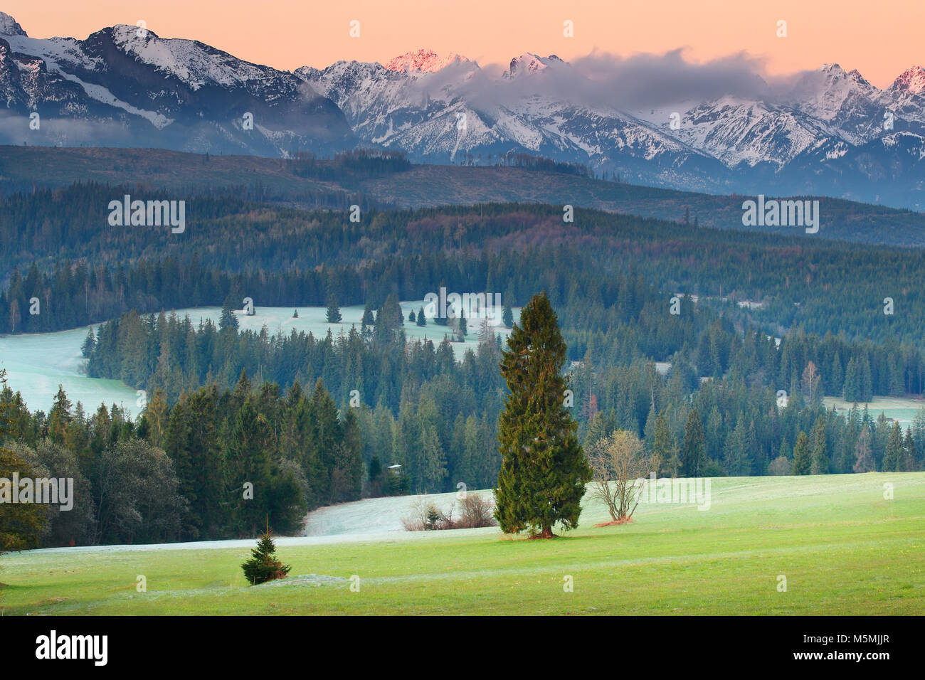 Pintoresco valle en las montañas Tatra. Los árboles de Navidad en mañanas suave luz solar. Los picos de las montañas empiezan se iluminan en color rojo. Colorido mounain backgroun Foto de stock