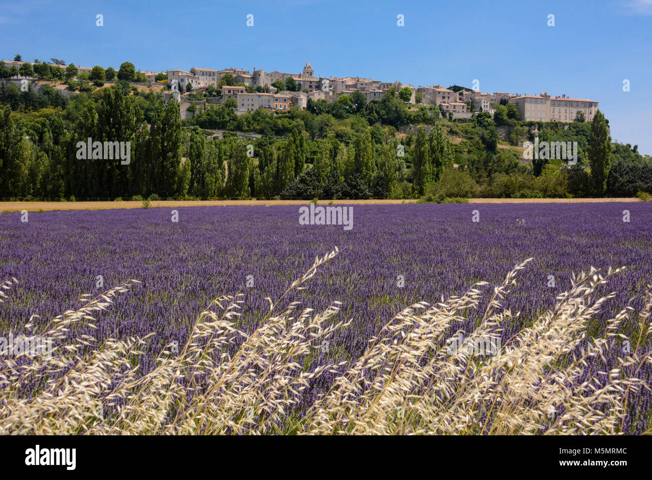 La bei Lavendelfeld Sault, Provenza, Frankreich, Europa Foto de stock