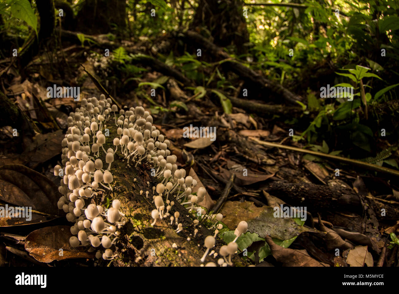 Muchos de setas blancas crecen en un registro pudriéndose en la selva colombiana. Foto de stock