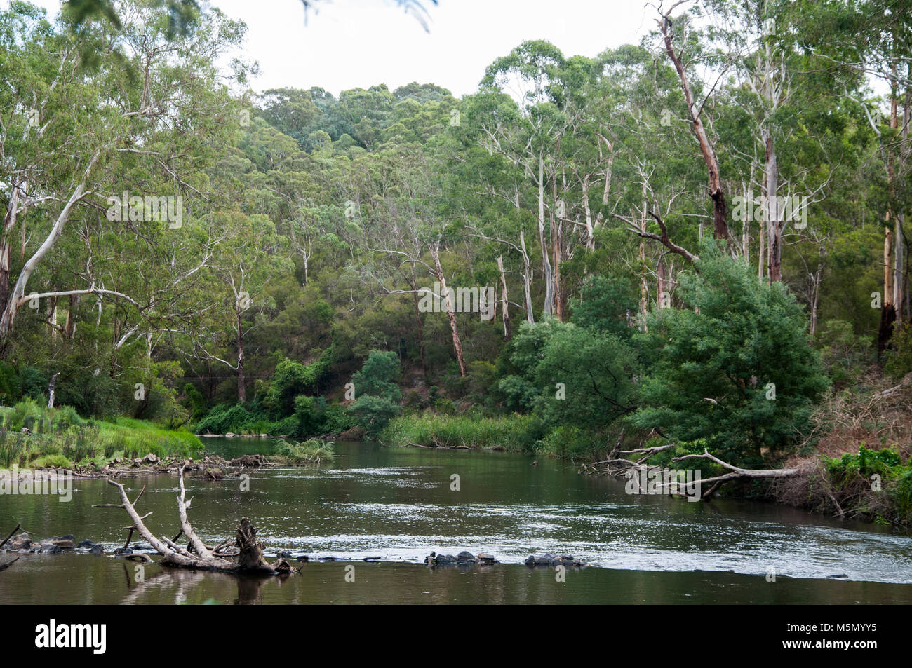 Escena bucólica en los tramos superiores del río Yarra de Melbourne, en Warrandyte Foto de stock