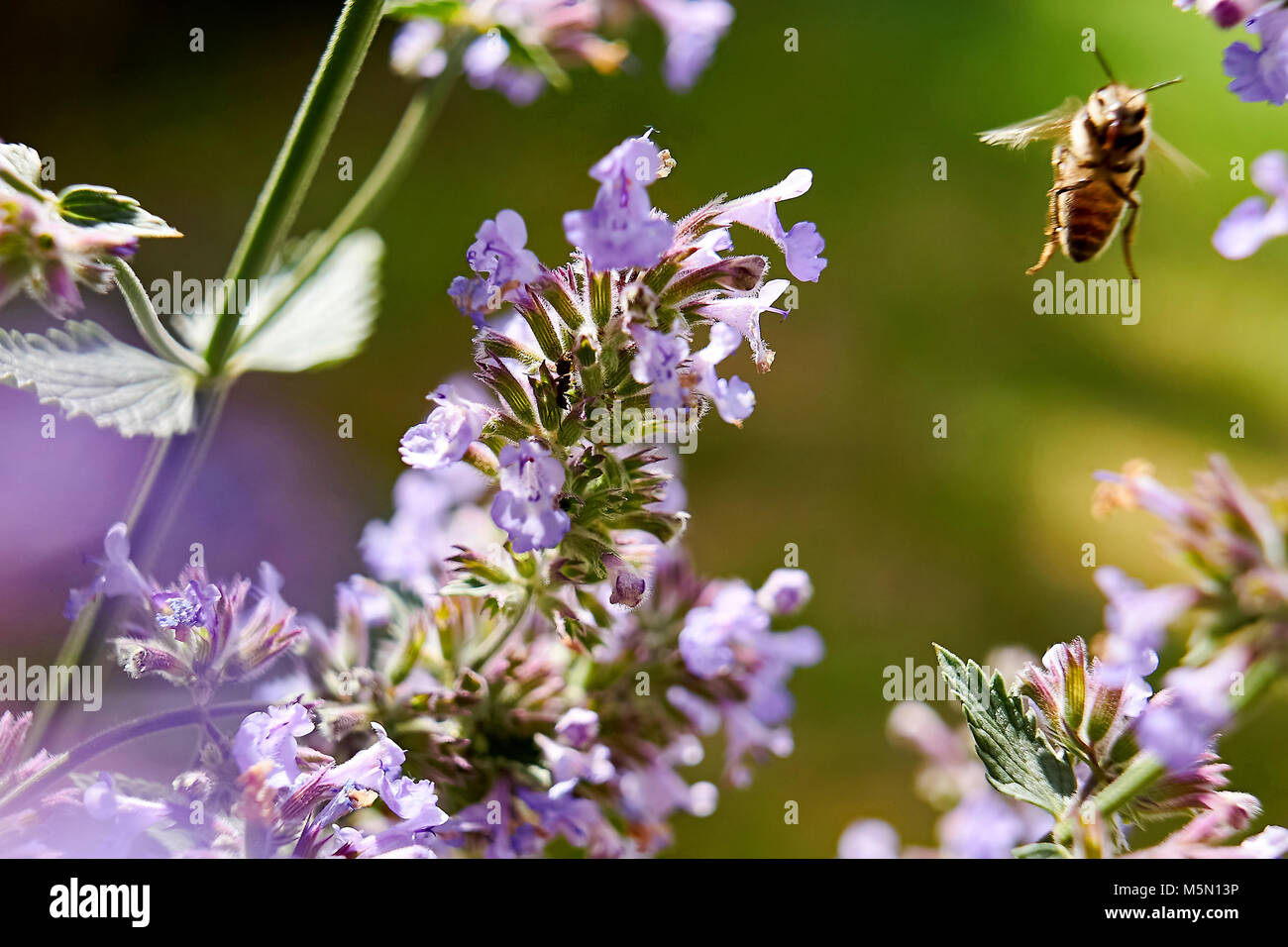 Prado - Verano bee recogiendo néctar floral, grandes cerca (macro) Foto de stock