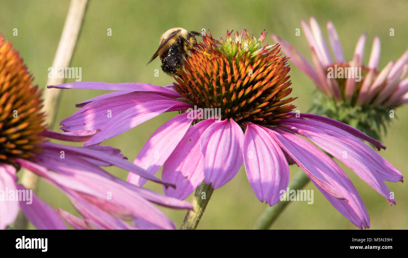 Un Abejorro en una flor de color lavanda rosado, recogiendo el néctar de las flores. Foto de stock