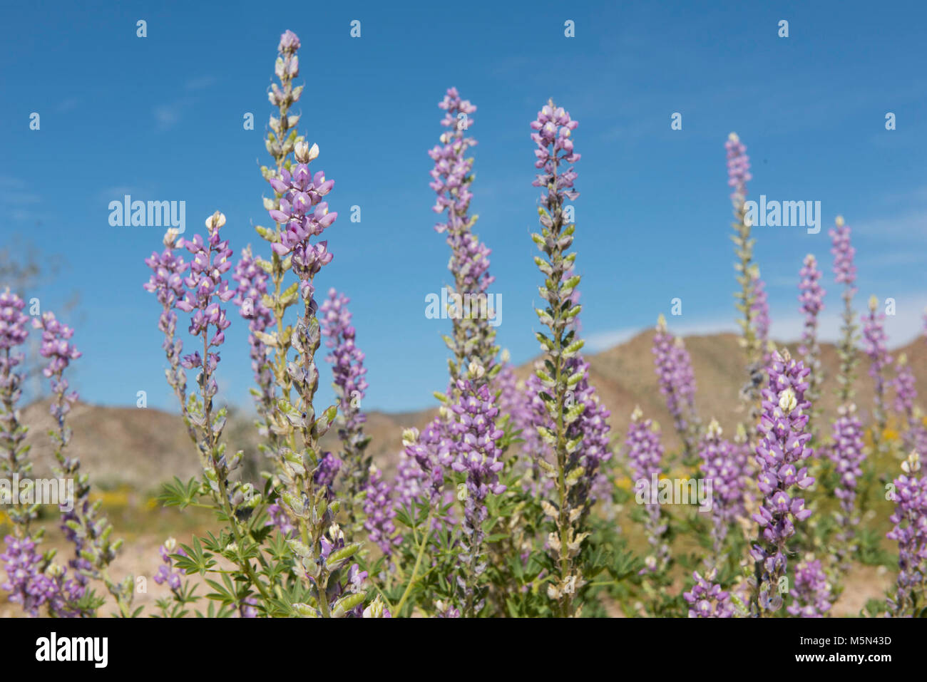 Lupine Arizona . Foto de stock