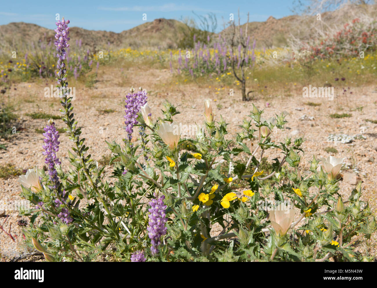 Lupine Arizona . Foto de stock