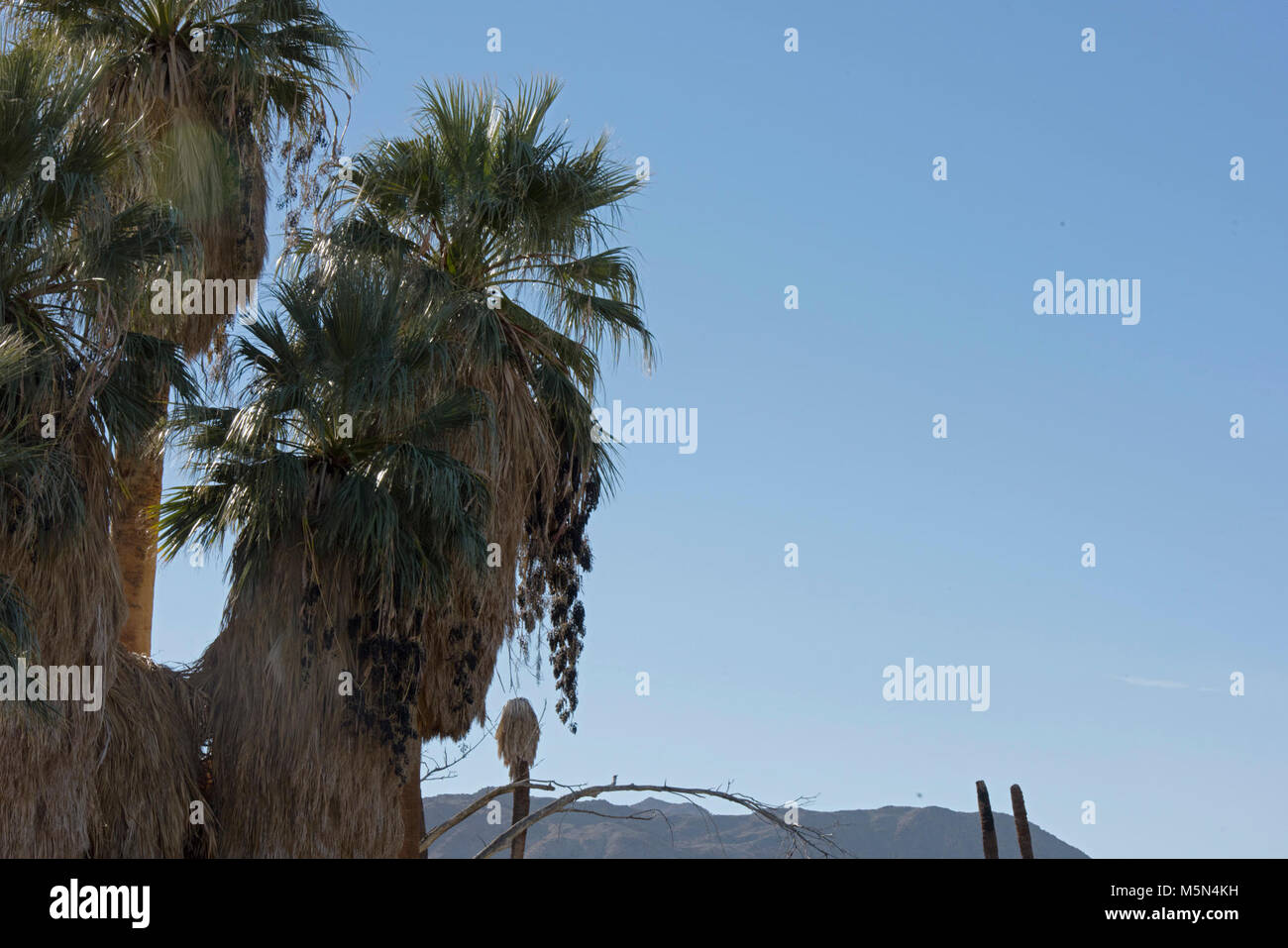 Desierto de fructificación palmeras . Foto de stock