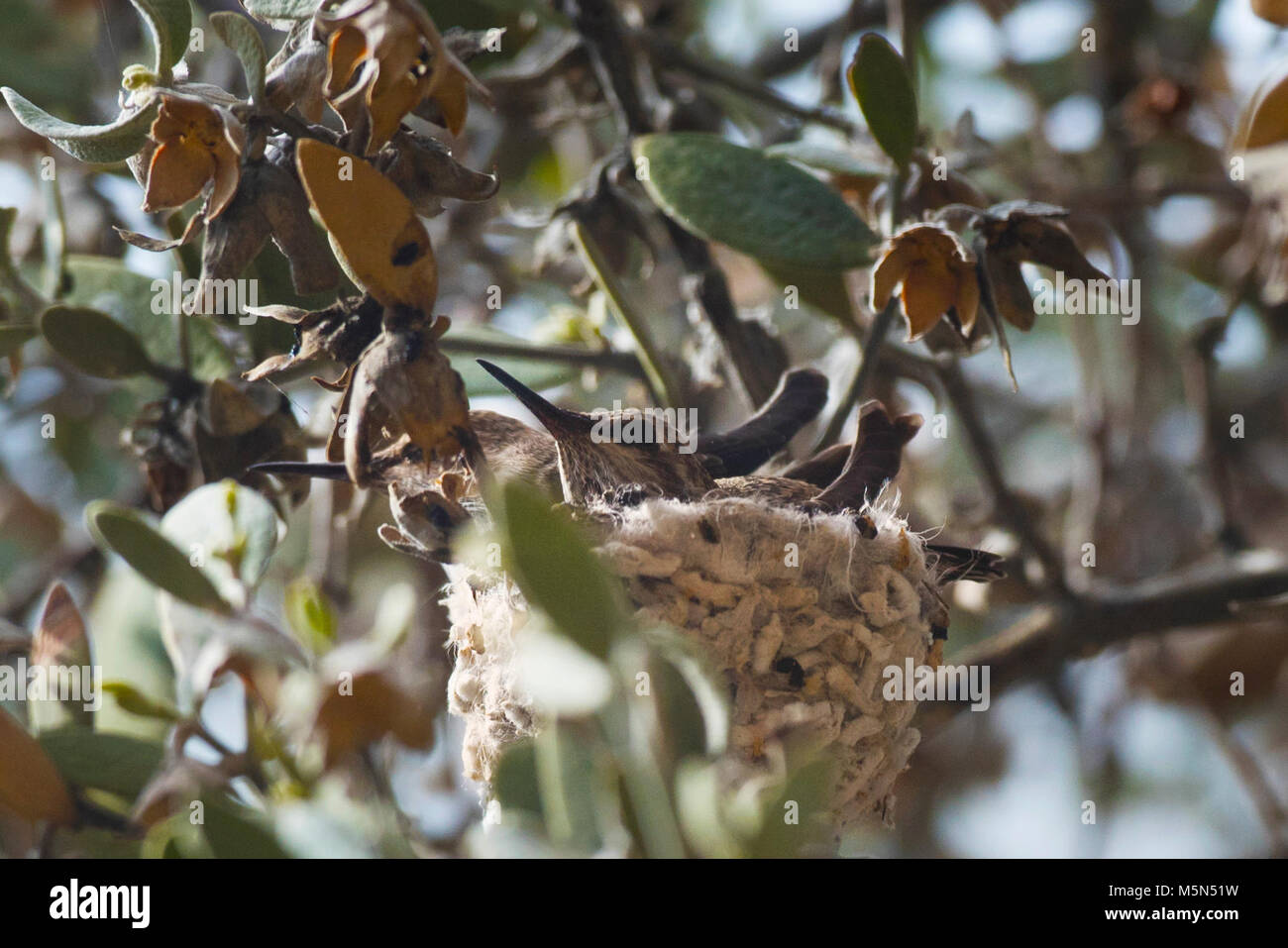 Hummingbird pollitos en el nido . Foto de stock