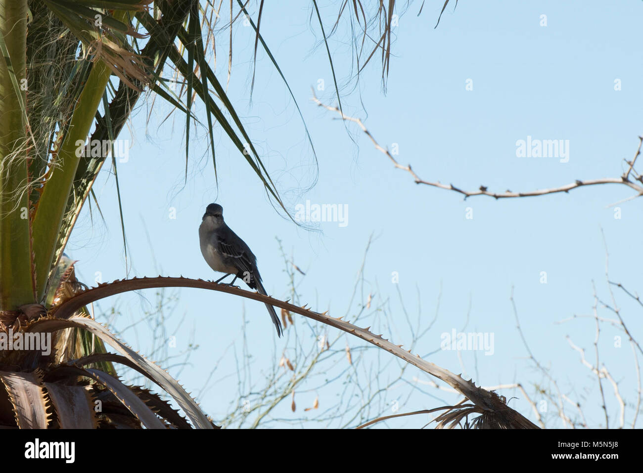 Norte de Mocking Bird . Foto de stock