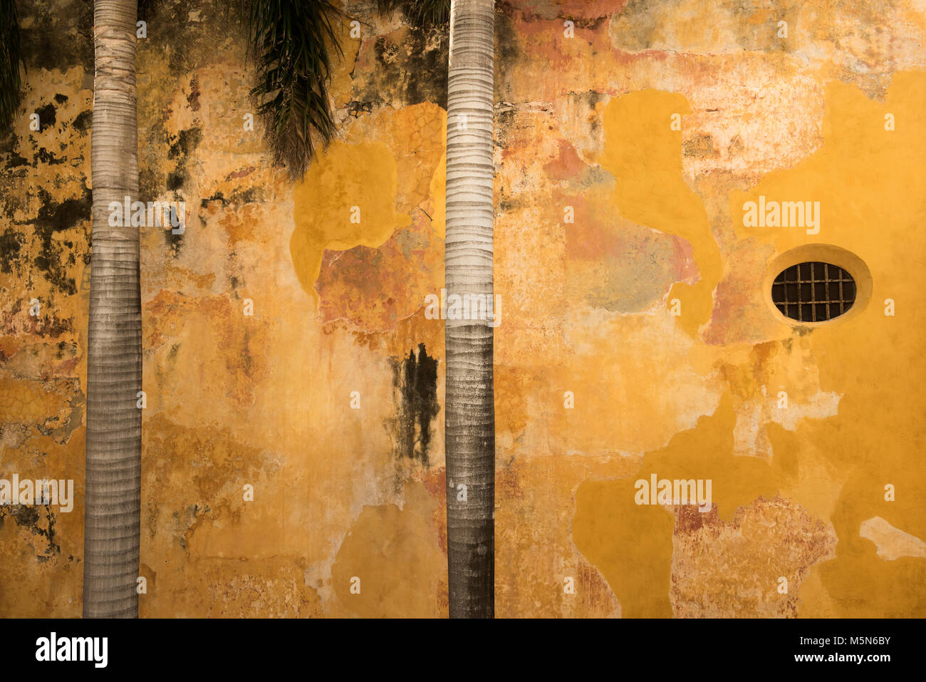 Atractivo angustiado mirando la pared con troncos de árboles de palma creando una imagen abstracta Foto de stock