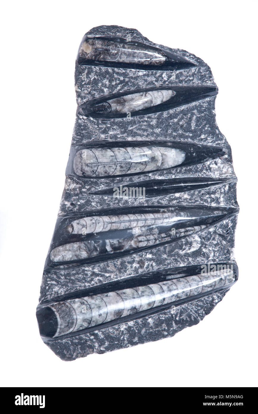 Fósil orthoceras enorme escultura en mármol negro aislado sobre fondo  blanco Fotografía de stock - Alamy