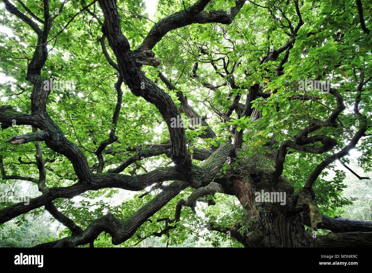 Árboles de roble del Bosque de Sherwood, ambos muy jóvenes y viejos. Foto de stock