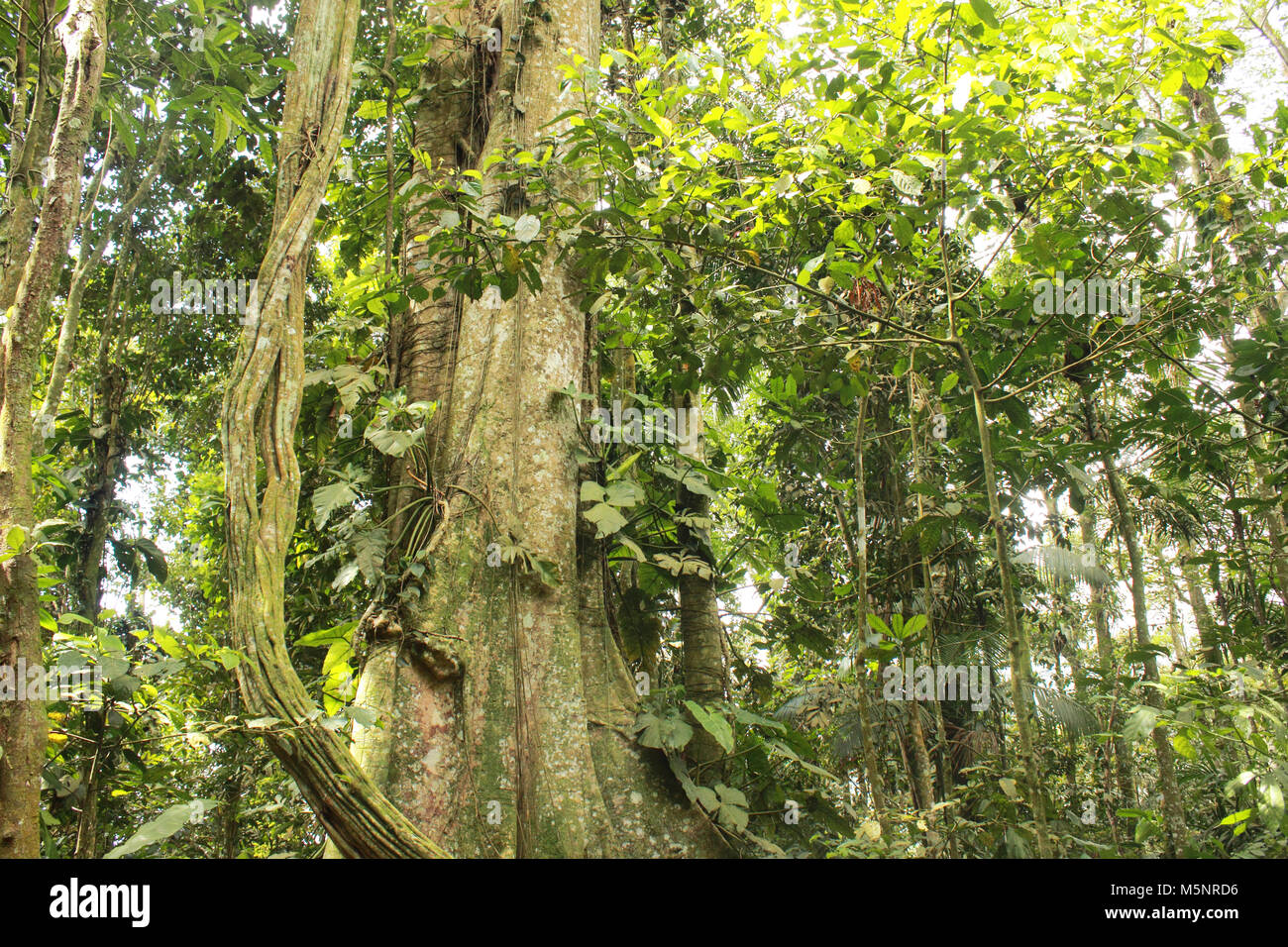 Árbol gigante en la selva con apuntalado raíces selva alta del Parque Nacional Henri Pittier Venezuela Foto de stock