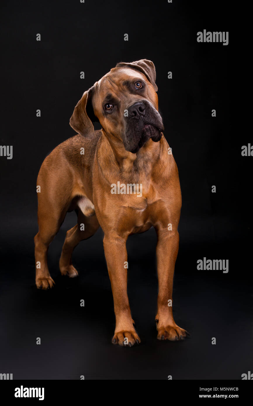 Hermosa cane corso, studio retrato. Foto de stock
