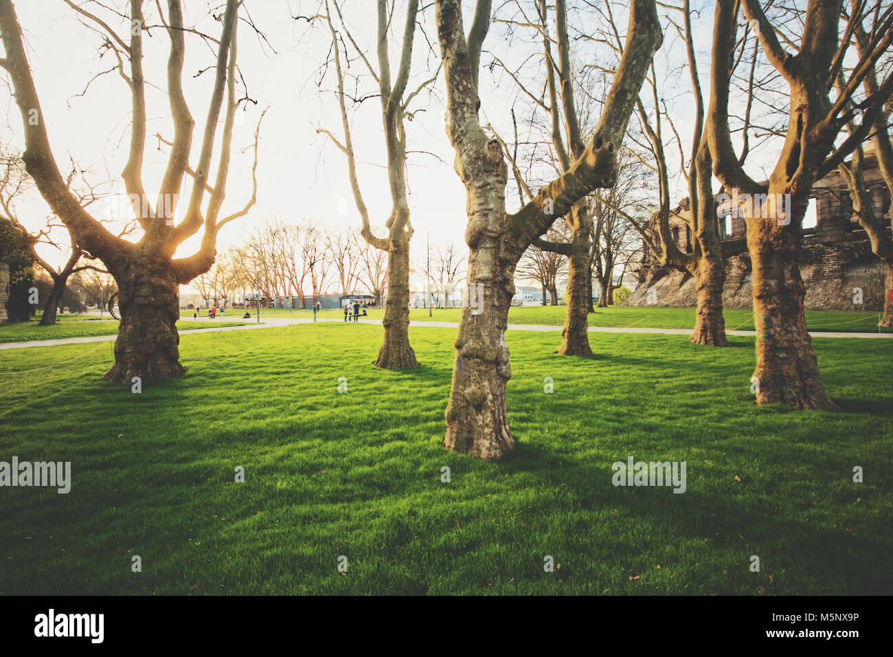 Viejos árboles con hierba verde fresca en un pintoresco parque público en la hermosa luz del atardecer dorado al atardecer Foto de stock