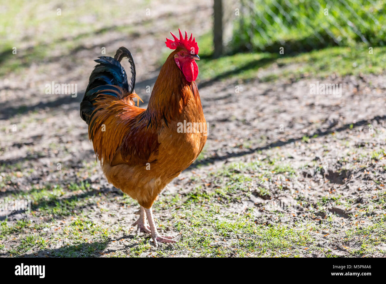 El orgulloso gallo de la granja Foto de stock
