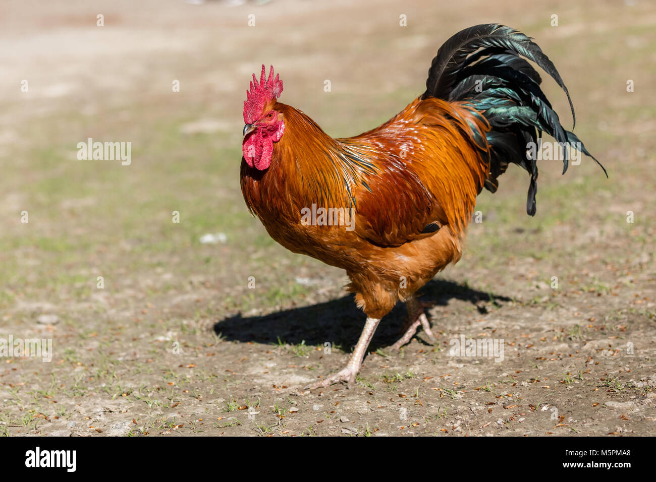 El orgulloso gallo de la granja Foto de stock