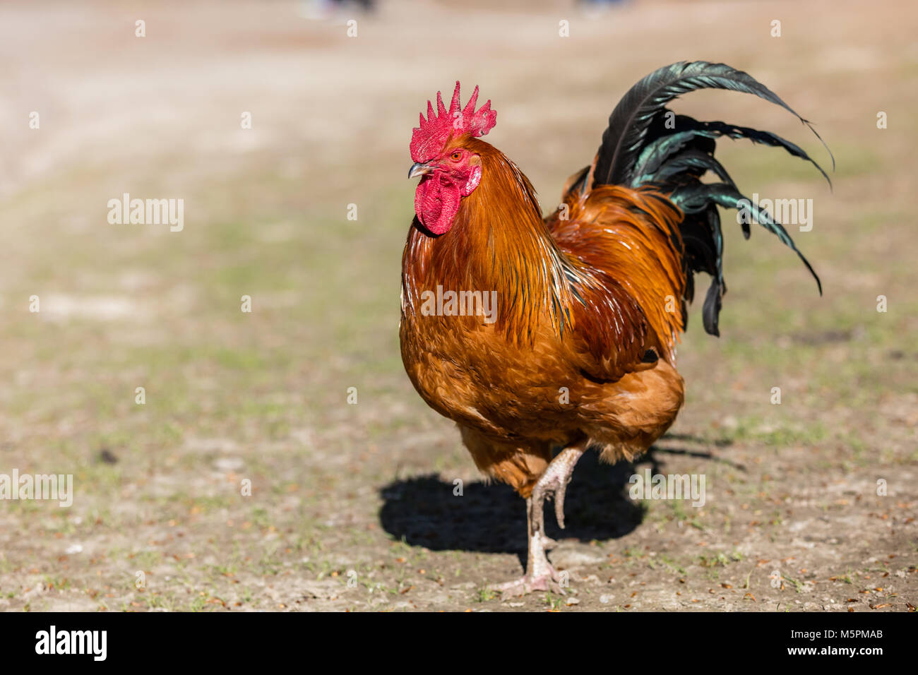 El orgulloso gallo de la granja Foto de stock