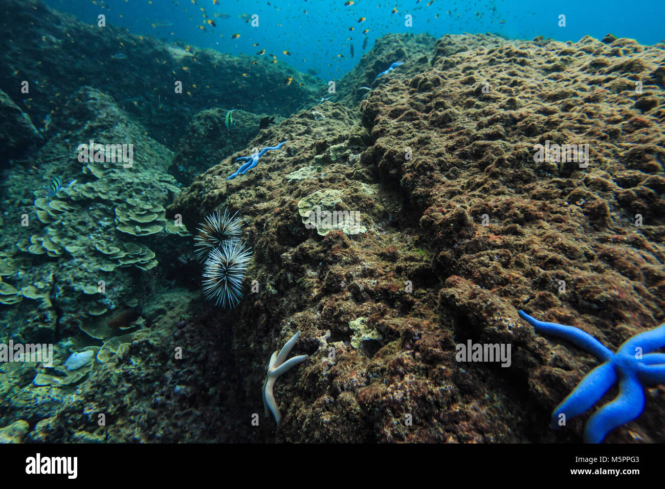 Reef cerca de la isla de Phi Phi Don en Krabi, Tailandia Foto de stock