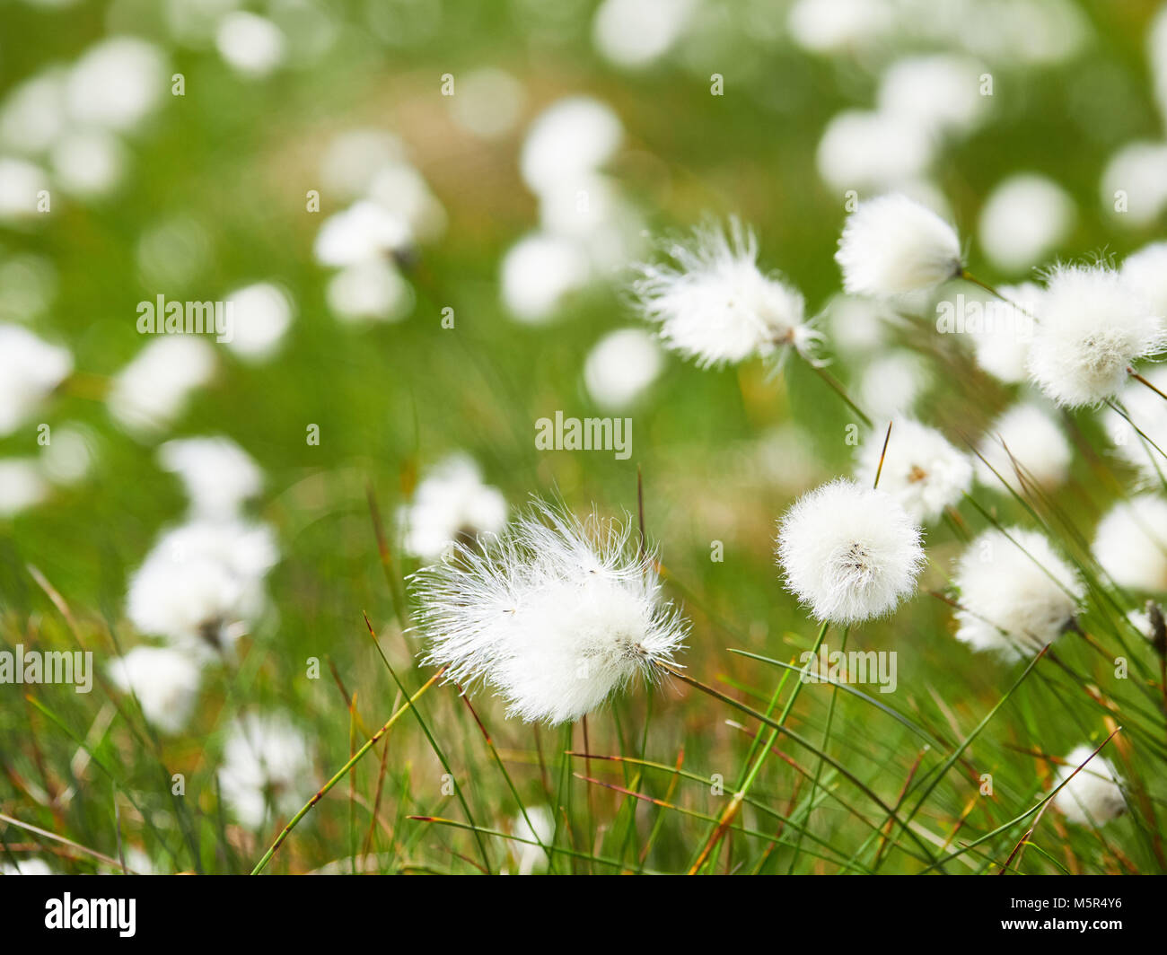 Un cierre para arriba del algodón hierba flores en la campiña inglesa, en el Reino Unido. Foto de stock