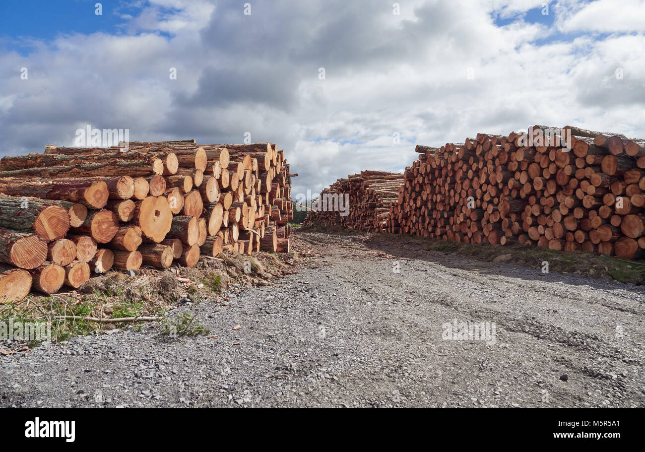 Pilas de troncos, madera sustentable de la tala, la deforestación, el manejo de madera en el Condado de Durham, Inglaterra, Reino Unido. Foto de stock
