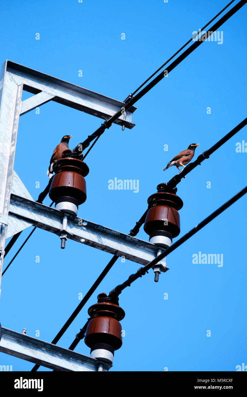 Dos aves paloma stand sobre cables eléctricos con cleary blue sky, disparo vertical Foto de stock
