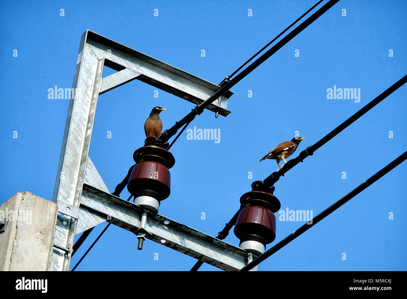 Dos aves paloma stand sobre cables eléctricos con cleary blue sky, disparo horizontal Foto de stock
