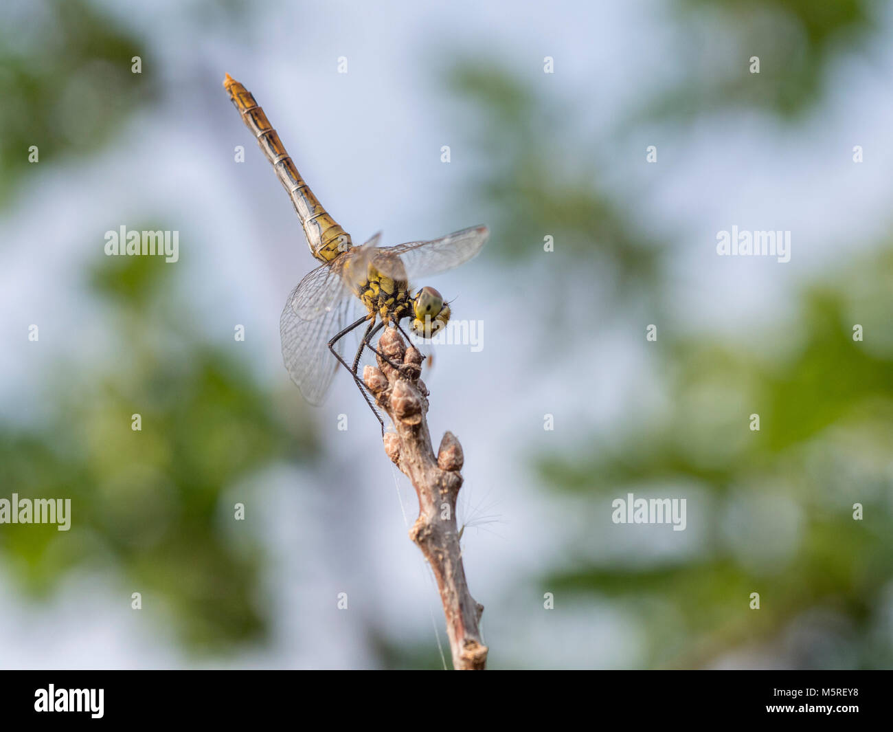 Darter común, los machos jóvenes, Sympetrum striolatum Foto de stock