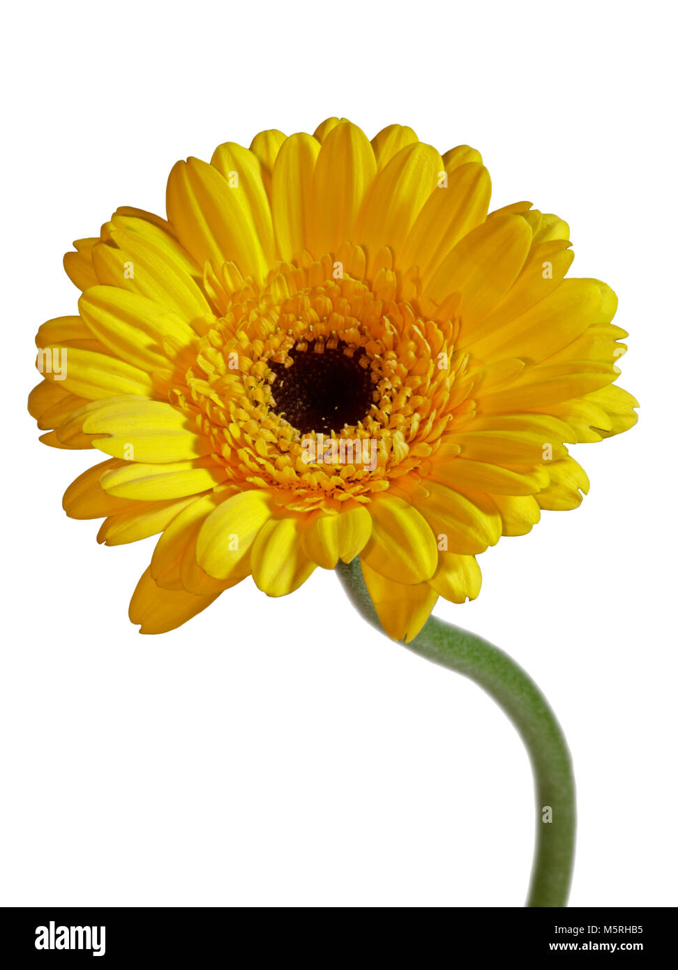 Gerbera Amarilla Flor sobre fondo blanco Fotografía de stock - Alamy