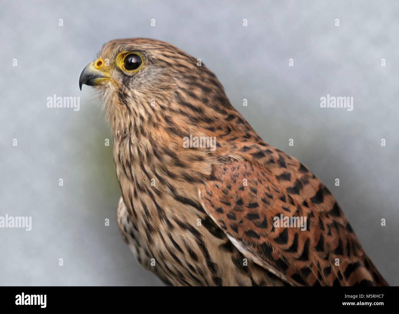 Unión o hembra de cernícalo común (Falco tinnuculus) Foto de stock