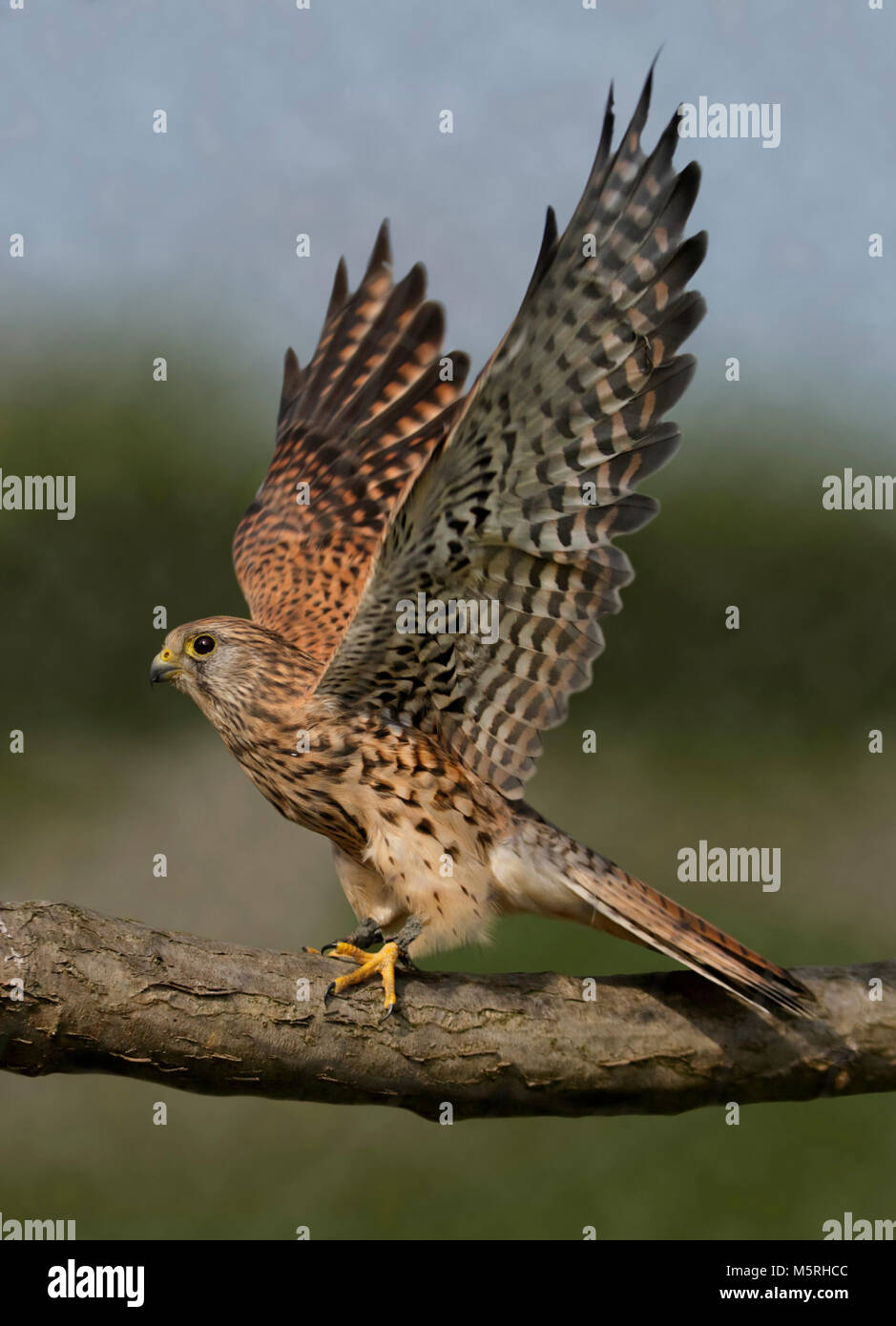 Unión o hembra de cernícalo común (Falco tinnuculus) Foto de stock