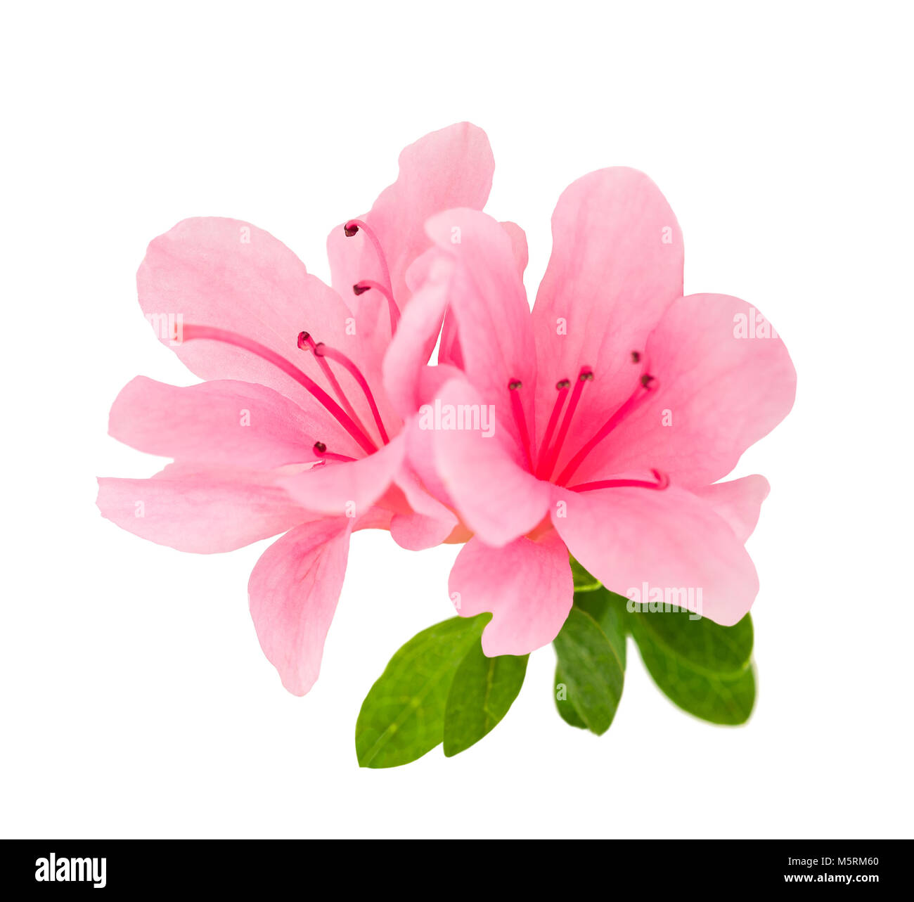 Flor de azalea fotografías e imágenes de alta resolución - Alamy
