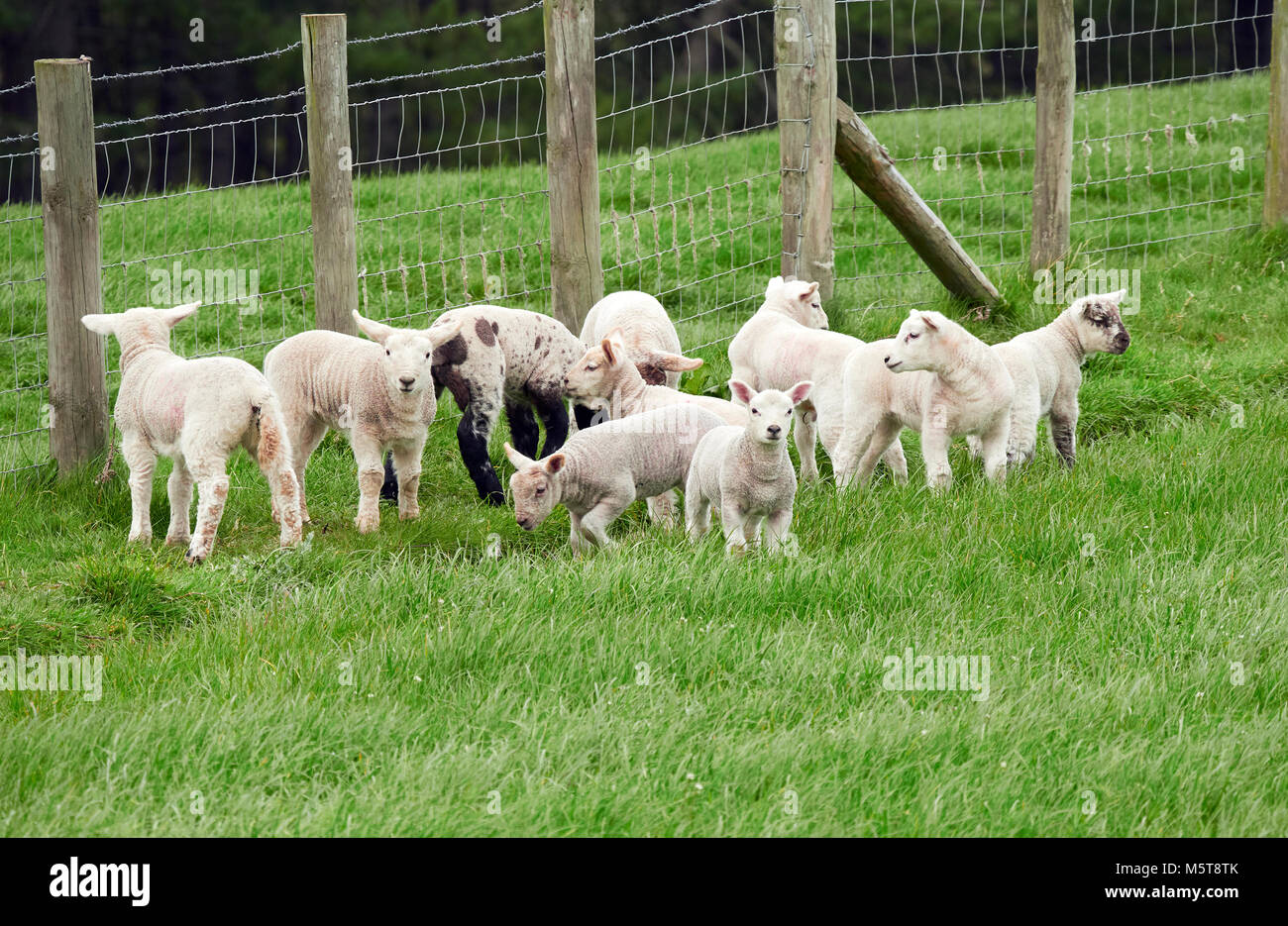 Ovejas con sus corderos jóvenes en un campo verde en primavera en la campiña inglesa. Ganadería, Agricultura de montaña. Foto de stock