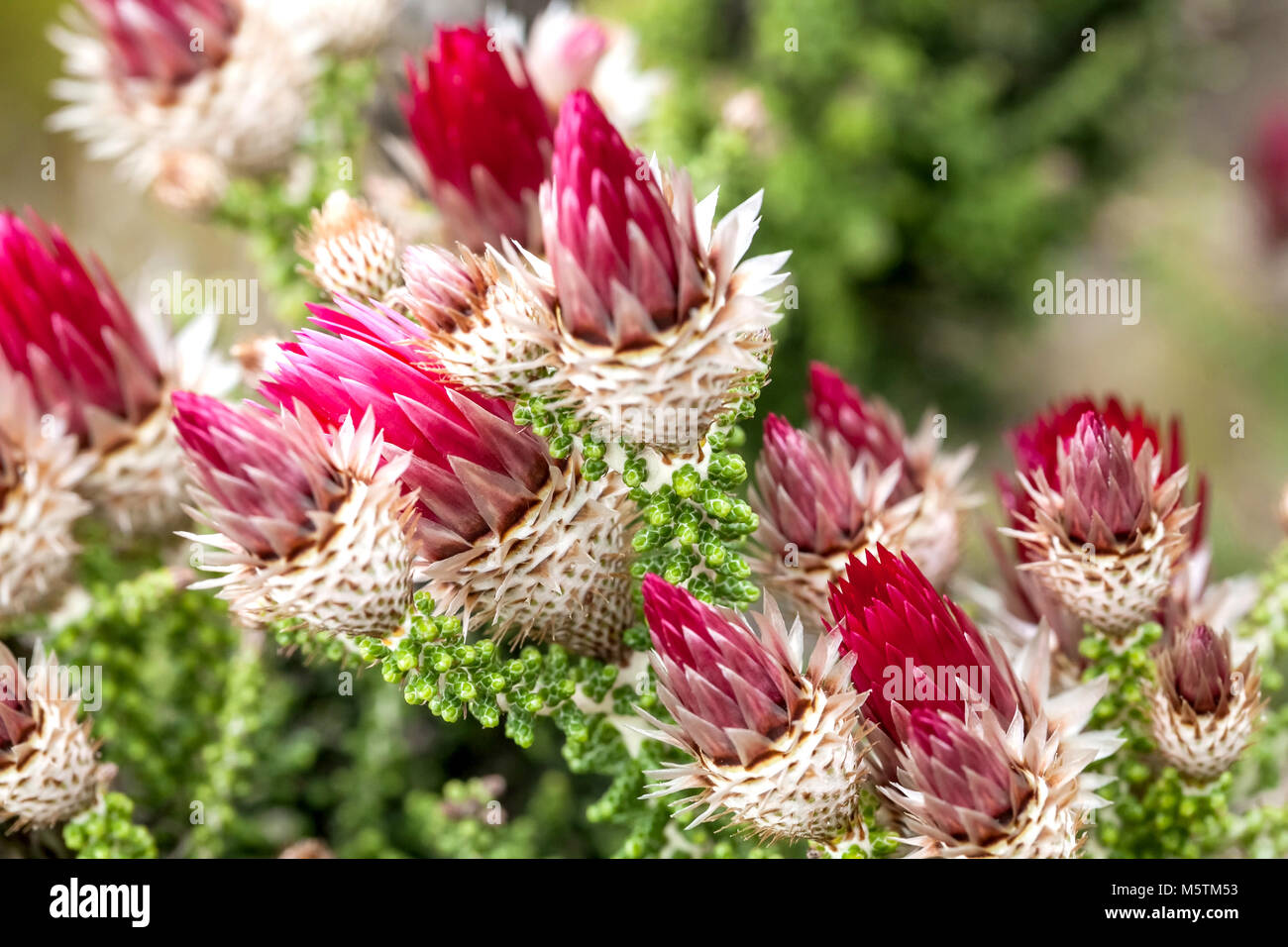 Cabo El fynbos flores de cerca. Flores de Cape ciudades fino reino de Bush. Flores de papel de fresa de la Cape Región Fynbos. Foto de stock