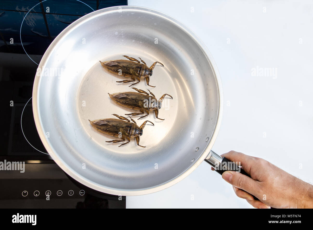 Preparación de insectos comestibles en una encimera. Cucarachas fritas en una sartén. Foto de stock