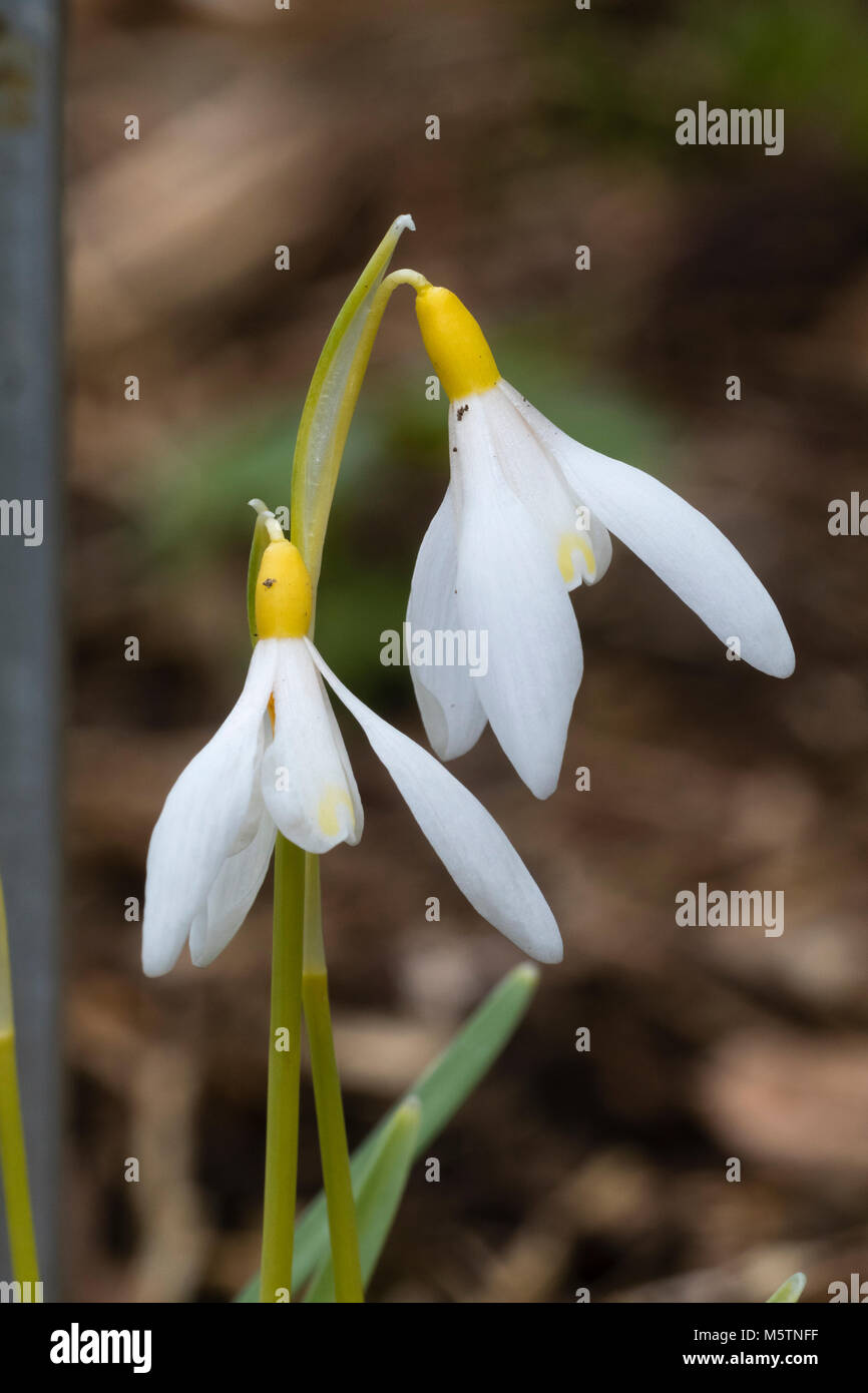 Amarillo del ovario y nomenclaturas de la floración a finales del invierno snowdrop, Galanthus nivalis Sandersii Grupo 'carpinteros' Foto de stock