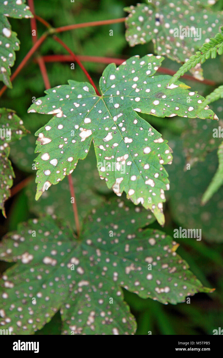 Mancha blanca de fotografías e imágenes de alta resolución Alamy