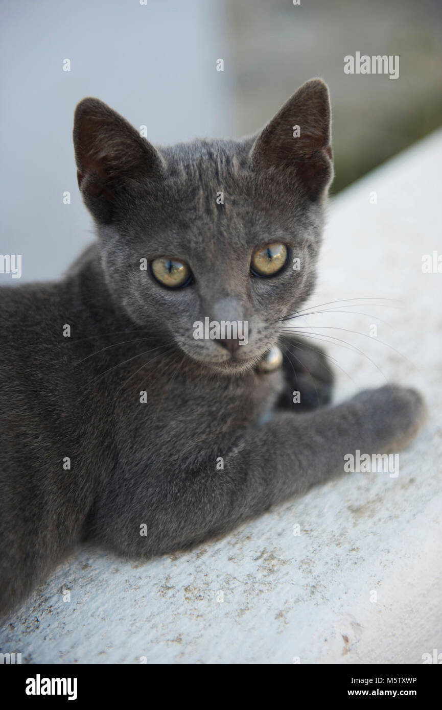 Pequeño Gatito Con Las Pequeñas Gotas De Los Cascabeles Del Metal Foto de  archivo - Imagen de celebre, gris: 34802234