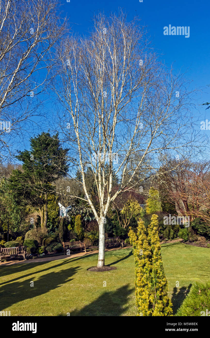 Colzium Estate & Visitor Center en cerca Kilsyth en North Lanarkshire Scotland Reino Unido con Birch Tree en jardín amurallado Foto de stock