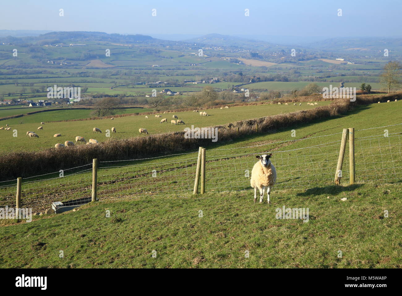 Rebaño de ovejas pastan en las tierras de cultivo cerca Musbury Hill en East Devon Zona de Excepcional Belleza Natural (AONB) Foto de stock