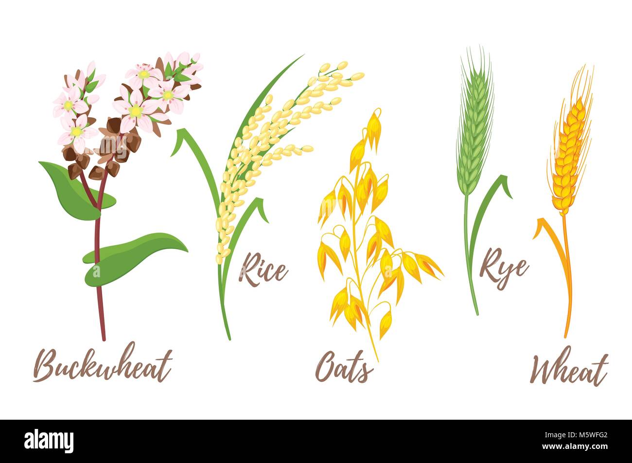 Estilo de dibujos animados Vector conjunto de cereales - arroz, trigo y  avena. Planta de grano aislado sobre fondo blanco Imagen Vector de stock -  Alamy