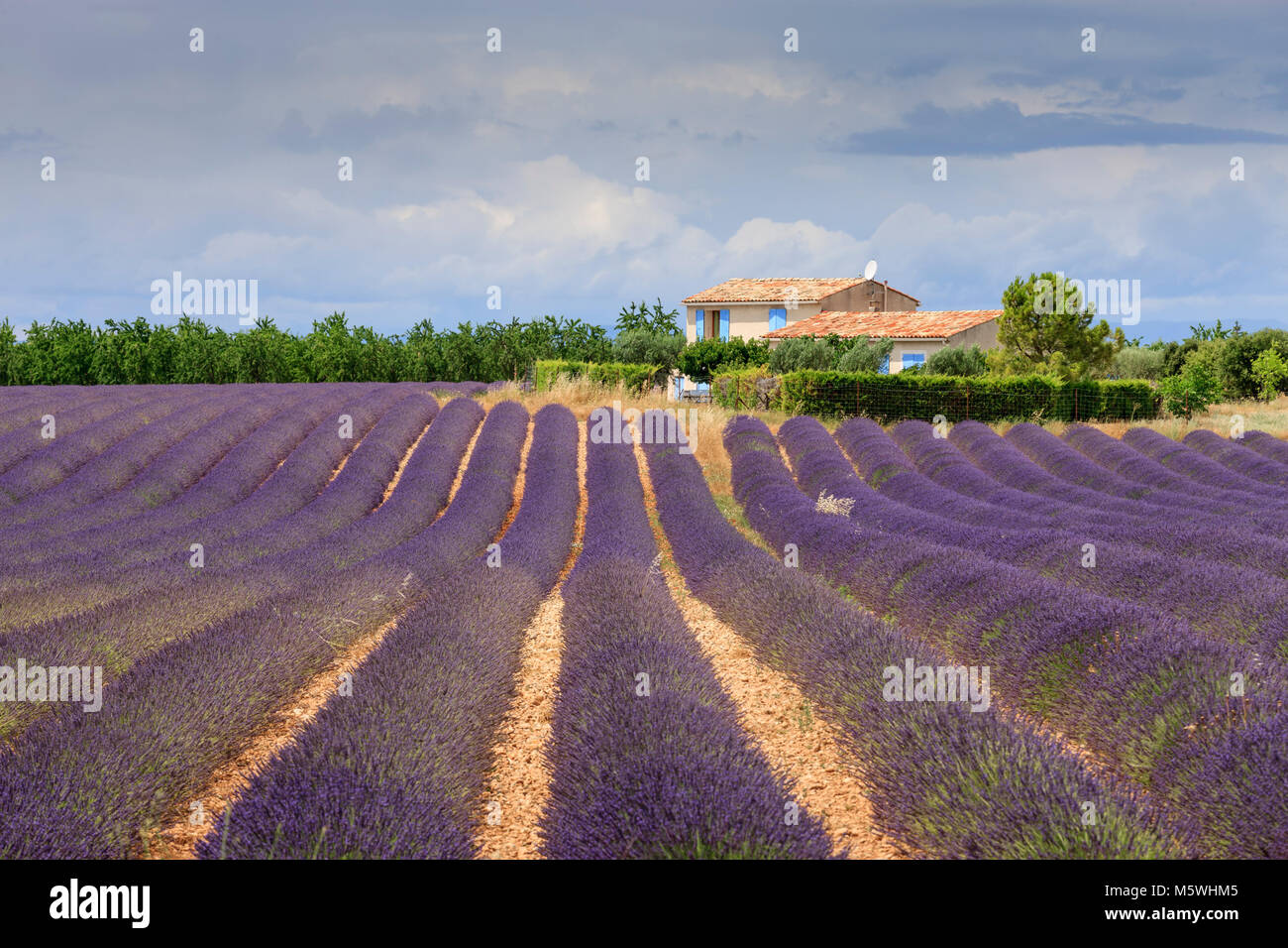 Campo cerca de Valensole Forcalquier Alpes-de-Haute-Provence Provence-Alpes-Côte d'Azur, Francia Foto de stock