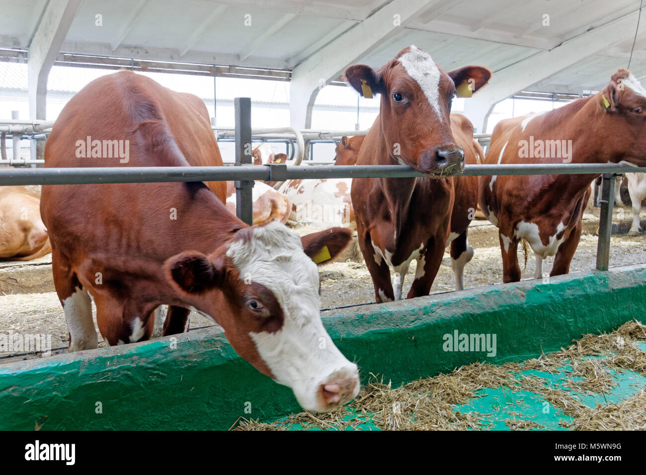 Granja de vacas lecheras en un establo. La agricultura industrial, la agricultura y la ganadería Foto de stock