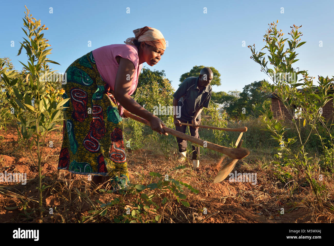 Mariet Hara y su marido pulsando Moyo trabajar en su granja de Edundu, Malawi. Foto de stock