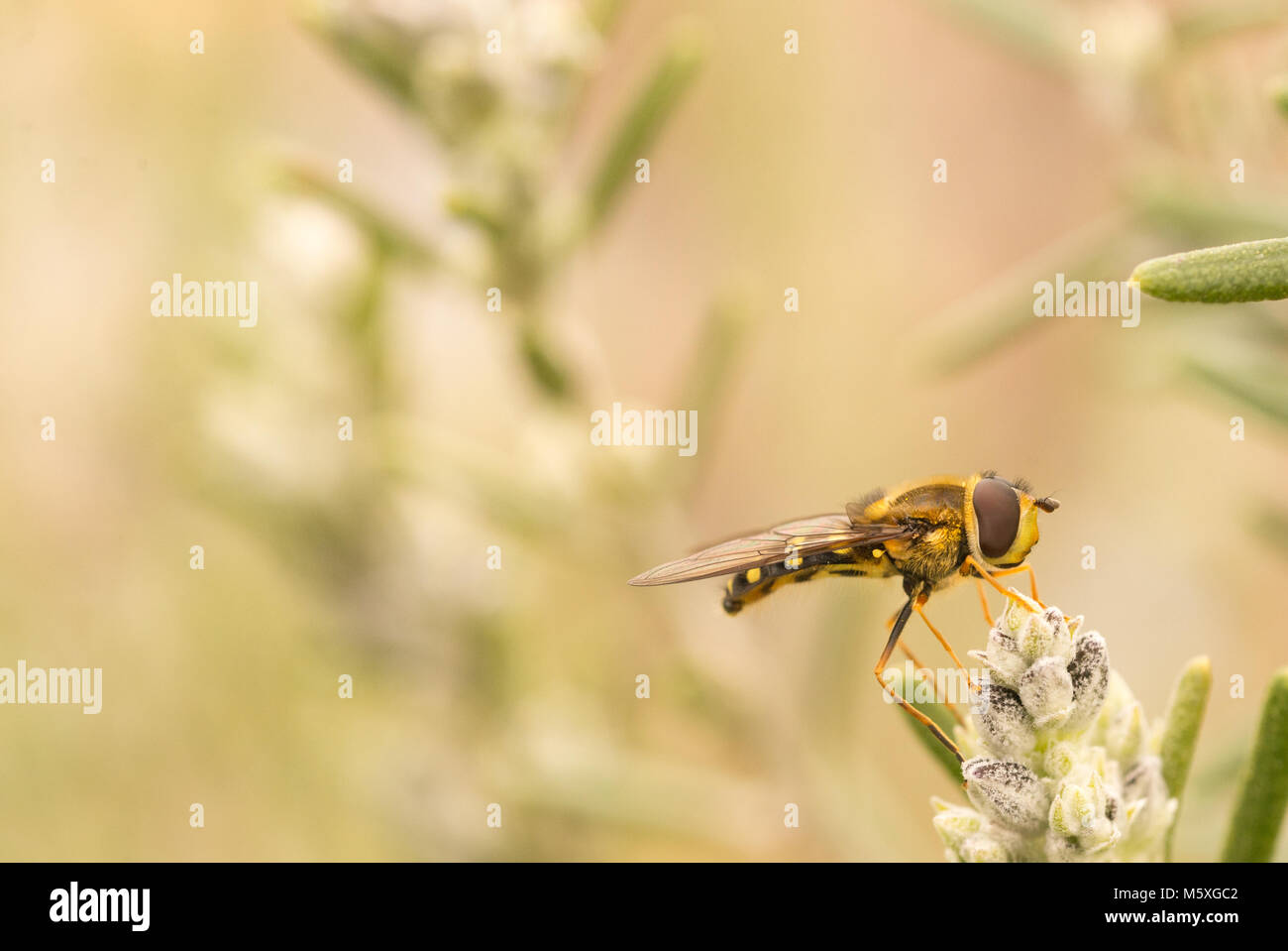 Cierre de un Hoverfly (Eupeodes) encaramado sobre un brote de romero Foto de stock