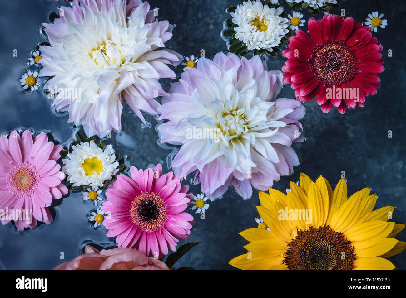 Diferentes flores en un tazón de agua Foto de stock
