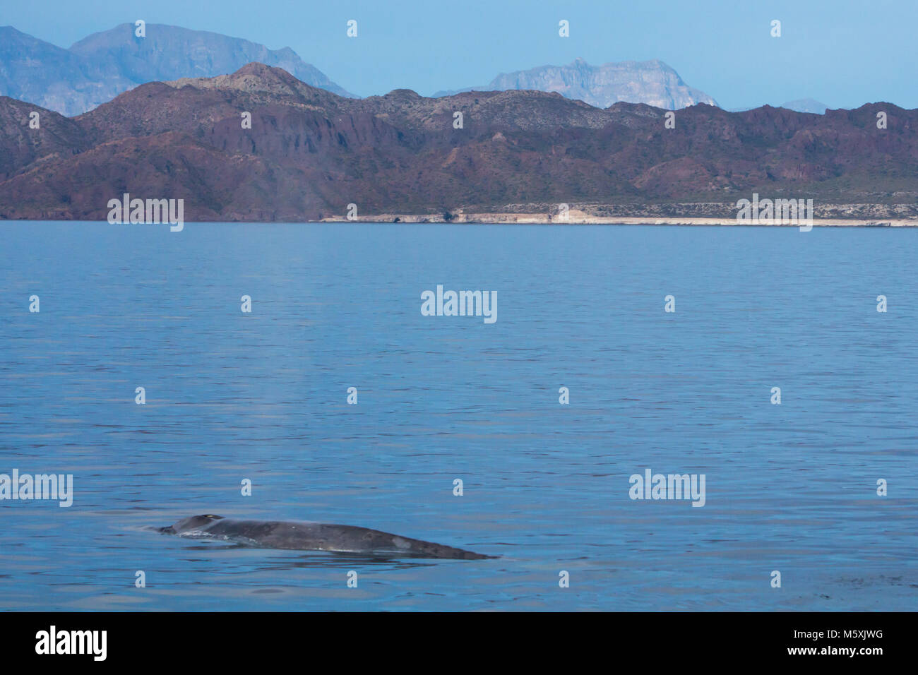 Una madre y su becerro ballena azul asfaltado cerca de Isla del Carmen, en el Parque Nacional Marino Bahía de Loreto en Baja California Sur, México Foto de stock