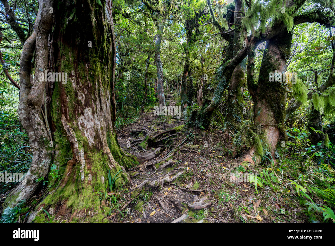 Root Path cubiertas de selva a través de un místico en Nueva Zelanda Foto de stock