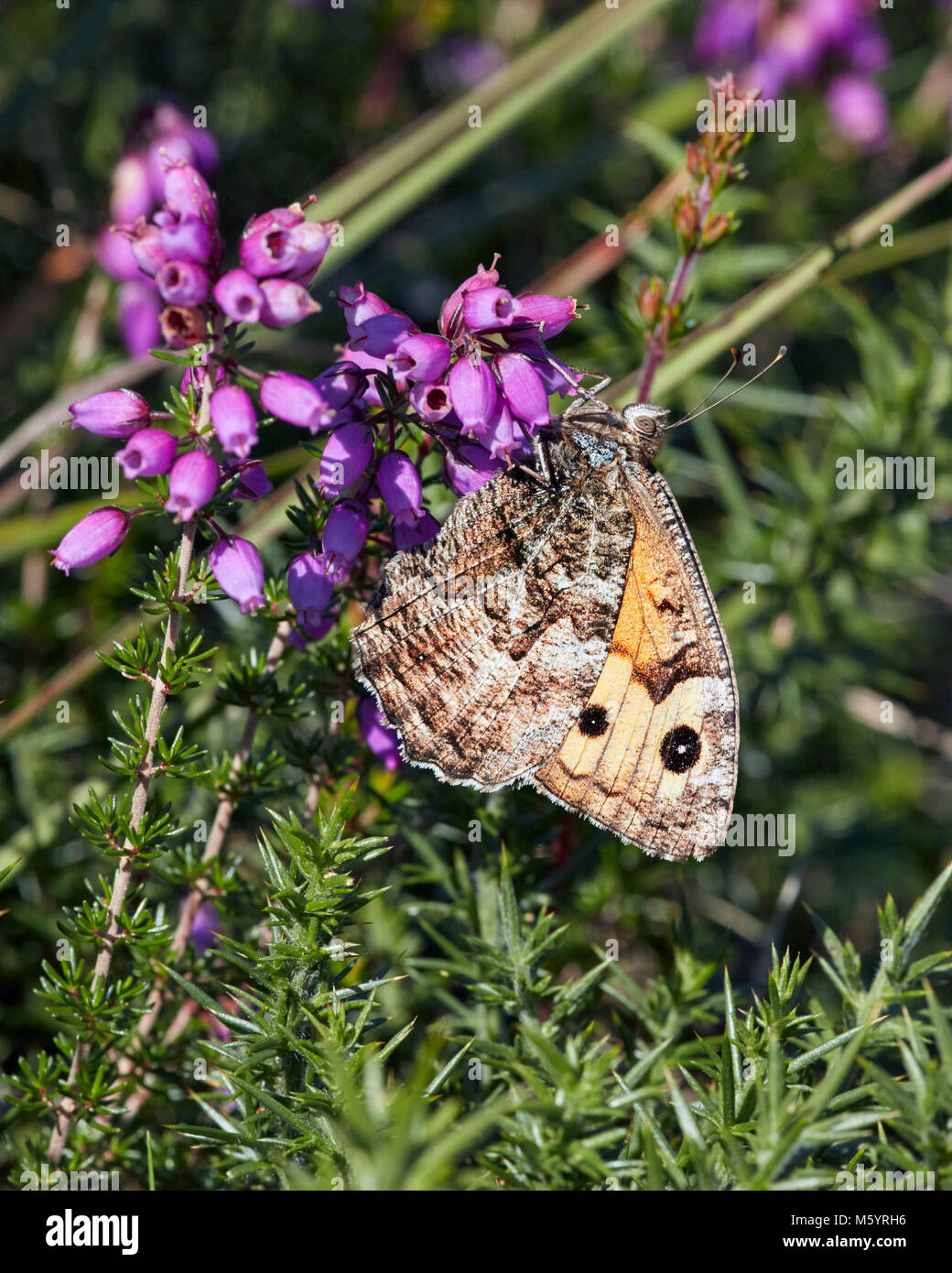 Grayling butterfly encaramado en Bell Heather. Común Chobham, Surrey, Inglaterra. Foto de stock