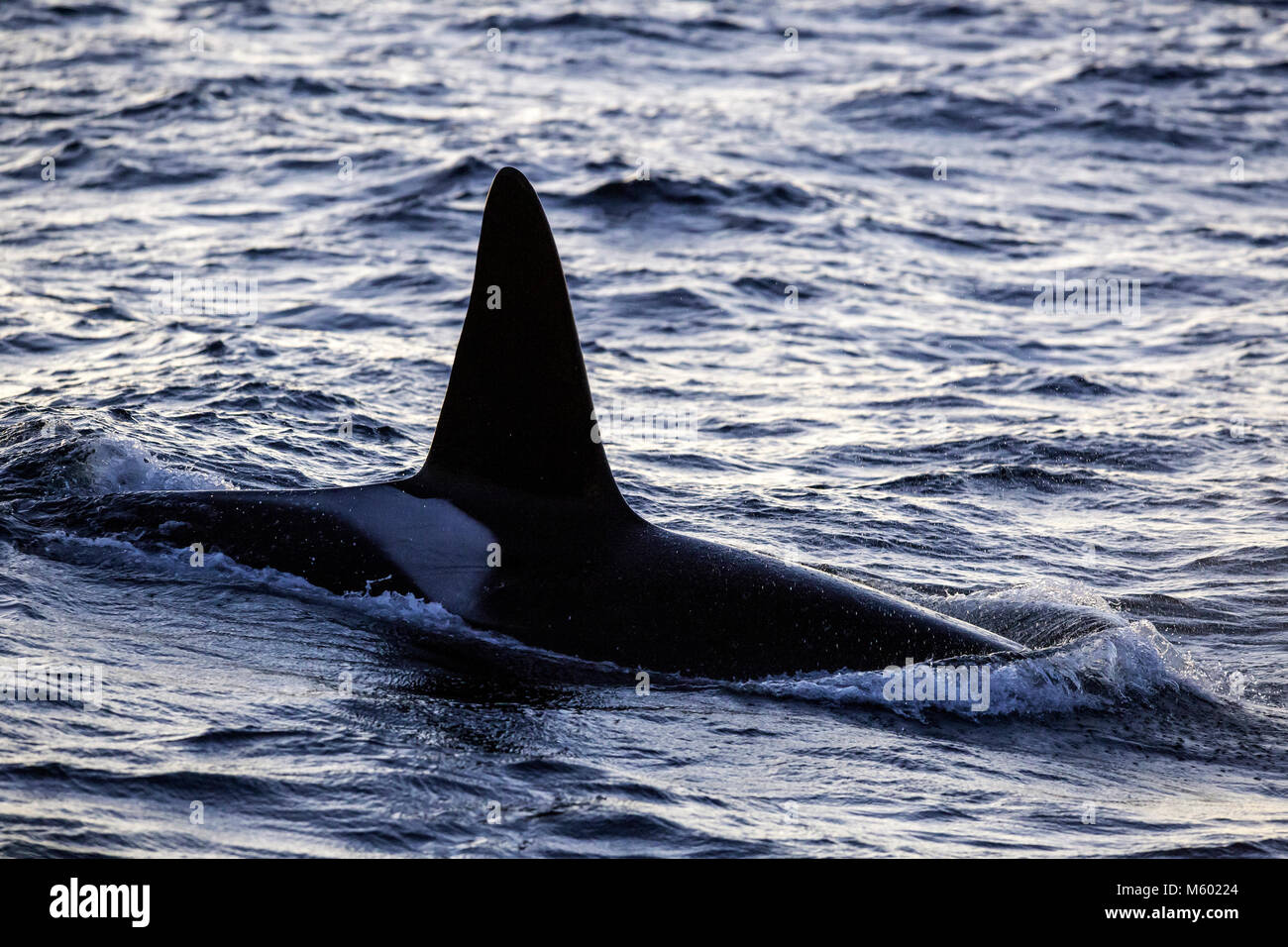 Killer Whale sobre la superficie del agua, Orcinus orca, Andfjorden, la isla de Andoya, Noruega Foto de stock