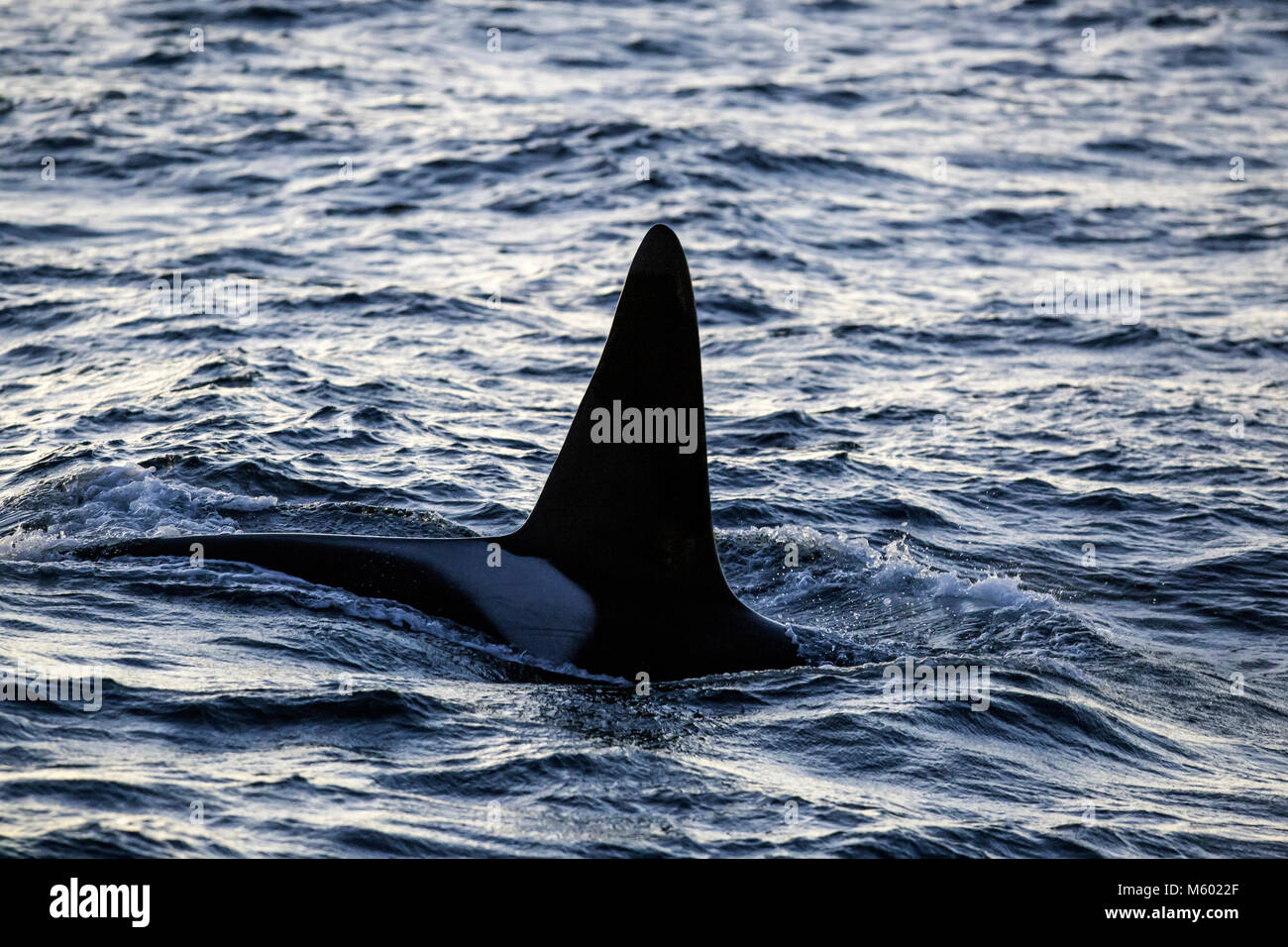 Killer Whale sobre la superficie del agua, Orcinus orca, Andfjorden, la isla de Andoya, Noruega Foto de stock