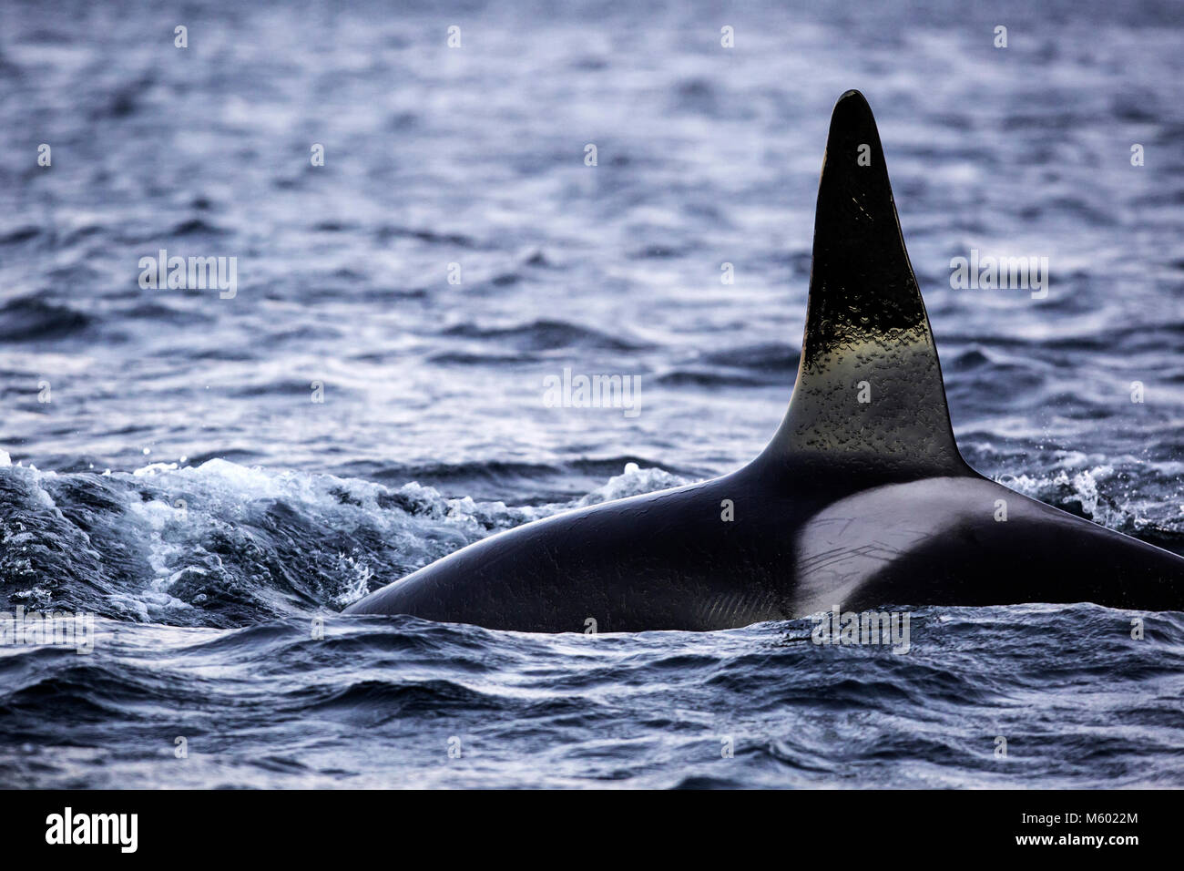 Killer Whale sobre la superficie del agua, Orcinus orca, Andfjorden, la isla de Andoya, Noruega Foto de stock